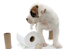 puppy_toilet_paper